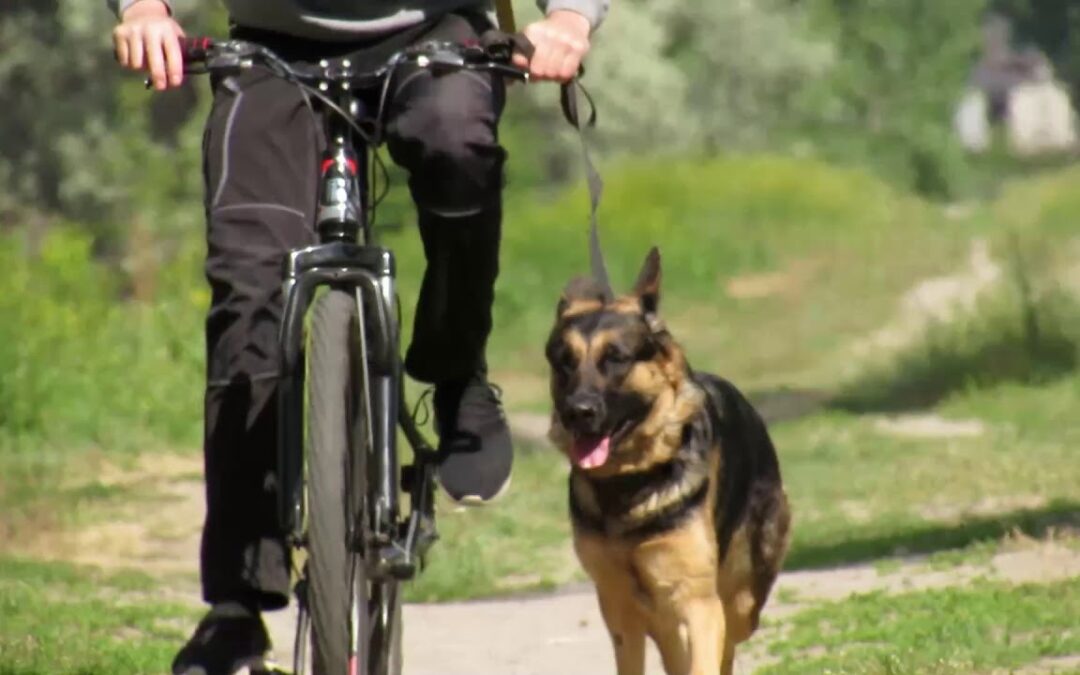 Cykla med hund – komplett guide till säker cykling, utrustning och smarta val