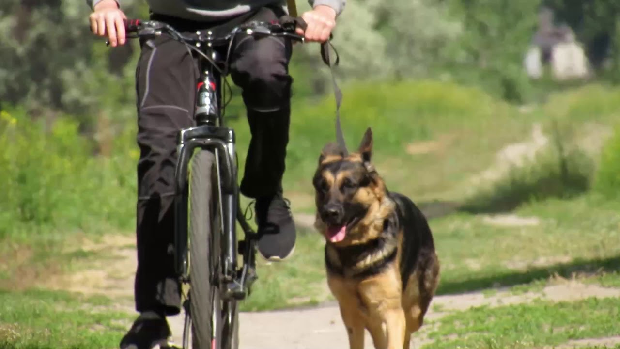 Cykla med hund – komplett guide till säker cykling, utrustning och smarta val