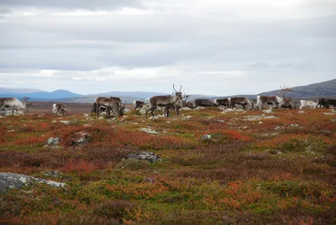Grövelsjön vandring – guide till fjällleder, 3-dagarstur, Sjöstugan och Lövåsen