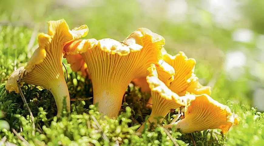 Gul kantarell – skogens lilla guld